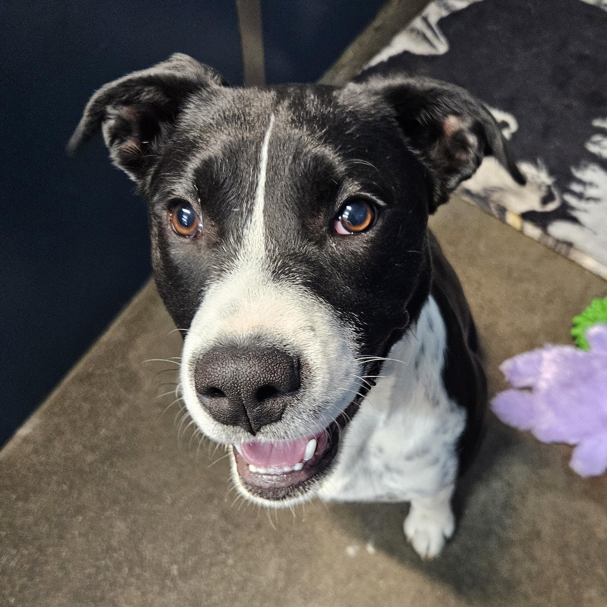 Junie, Adoptable, Young Female Alaskan Malamute & Black Labrador Retriever.