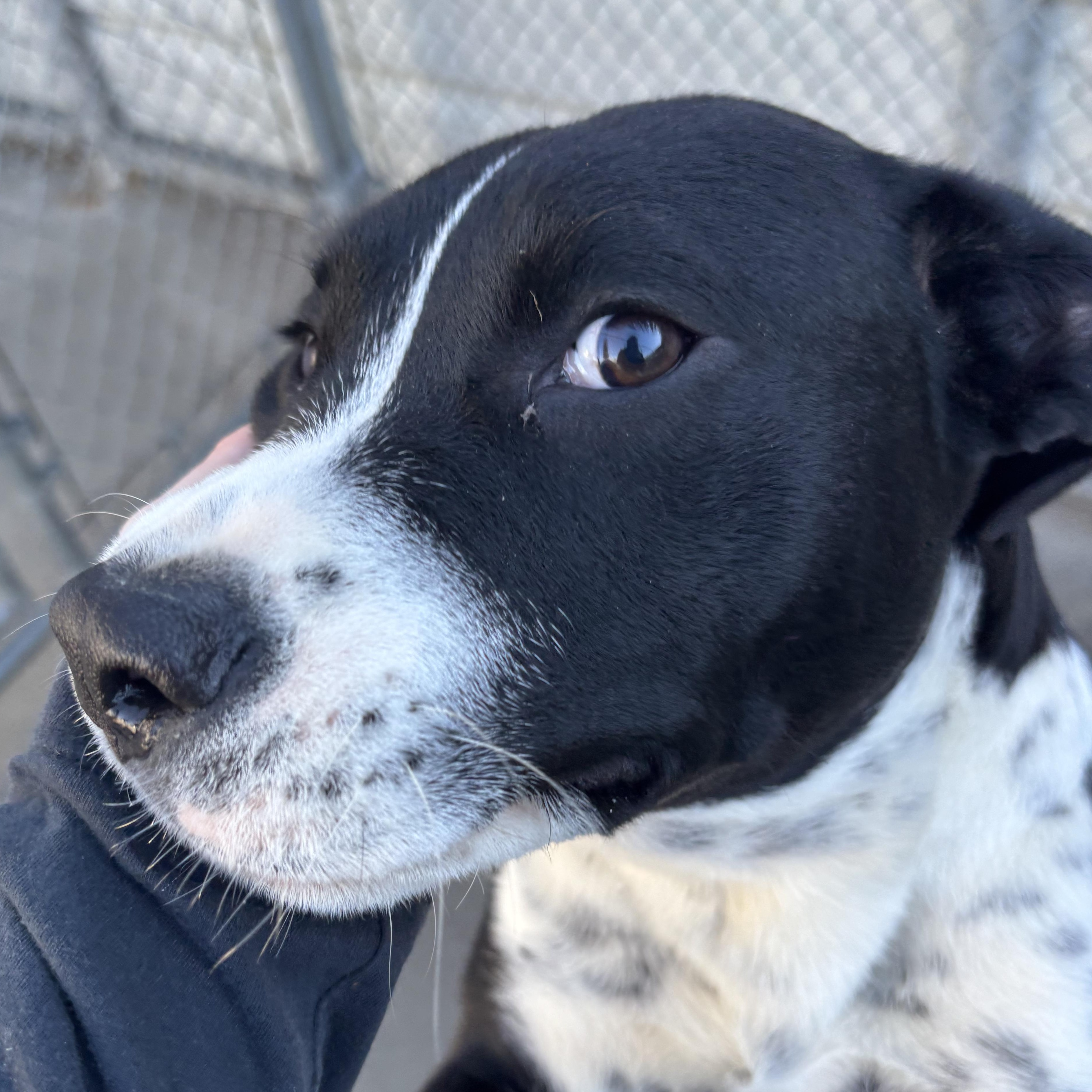 Enlarge Junie, a Adoptable mixed breed in The Dalles, OR image 2/2
