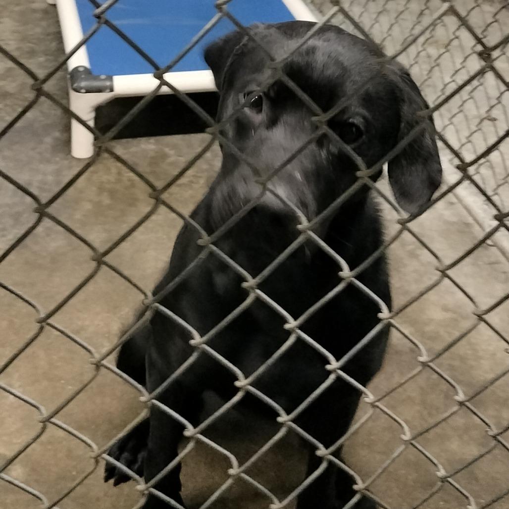 Beau, Adoptable, Adult Male Pit Bull Terrier & Boxer.