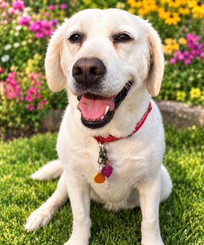 Enlarge Misty 13, a ADOPTABLE mixed breed in Killingworth, CT image 3/5