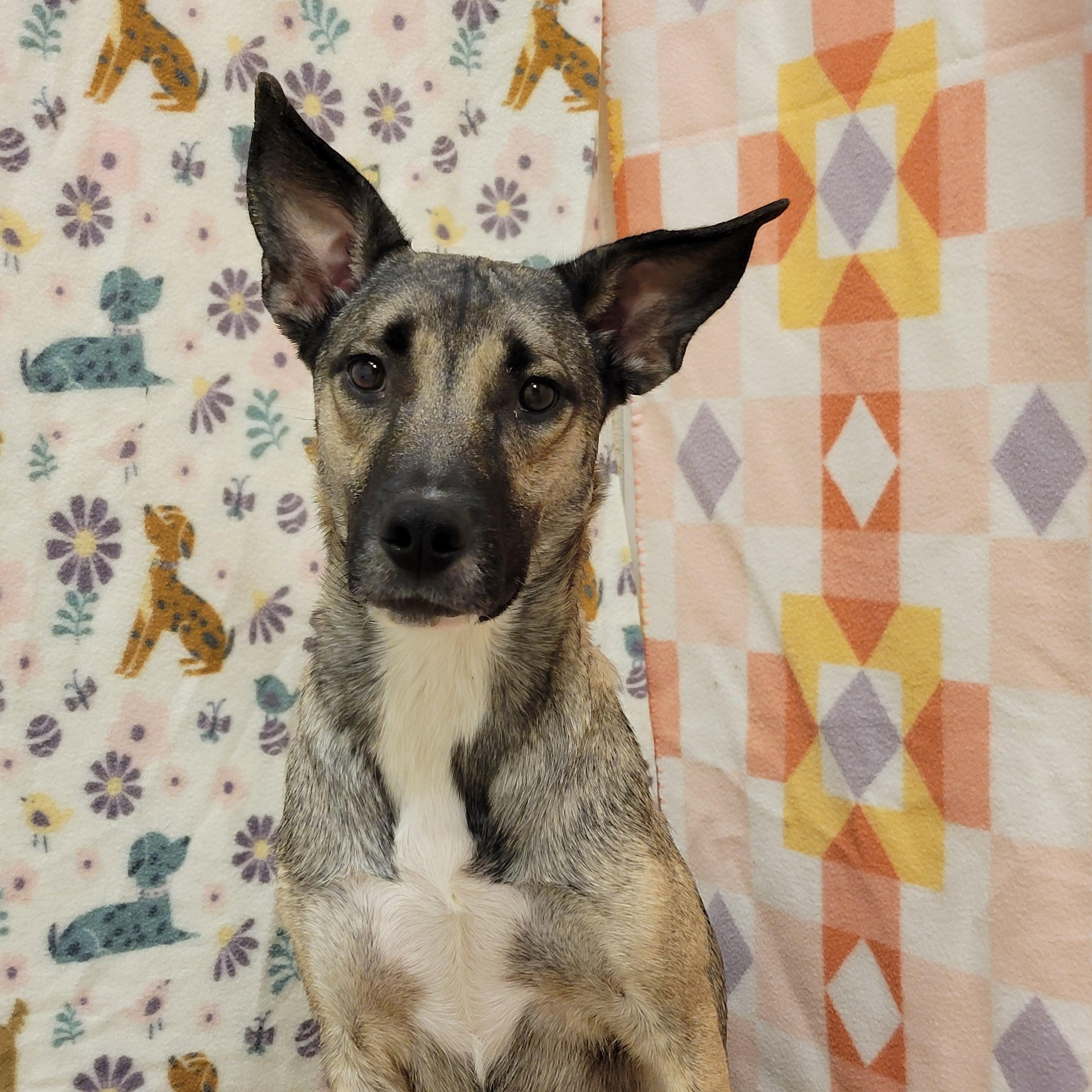 Pixie, ADOPTABLE, Adult Female Shepherd.