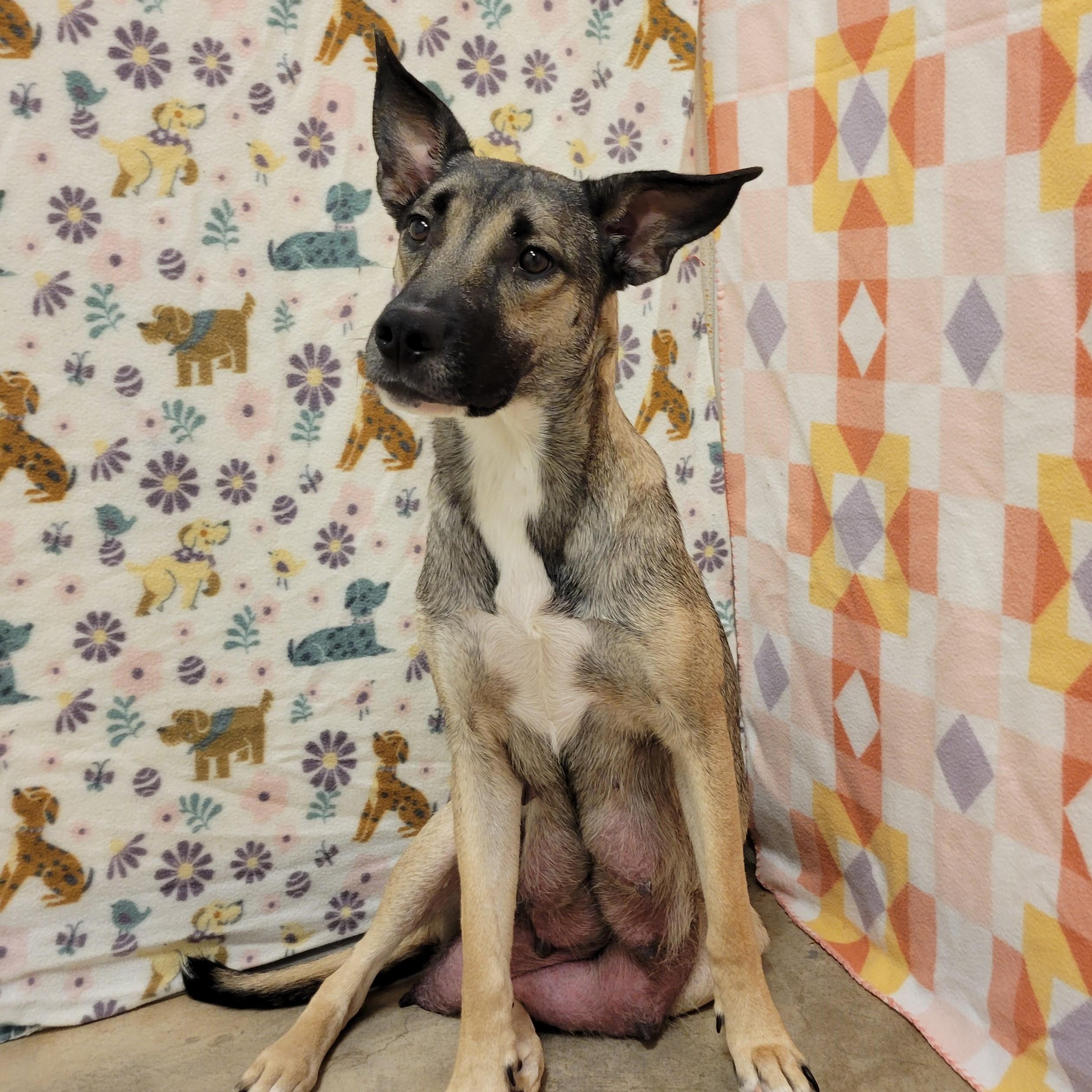 Enlarge Pixie, a ADOPTABLE mixed breed in ALPINE, TX image 4/4