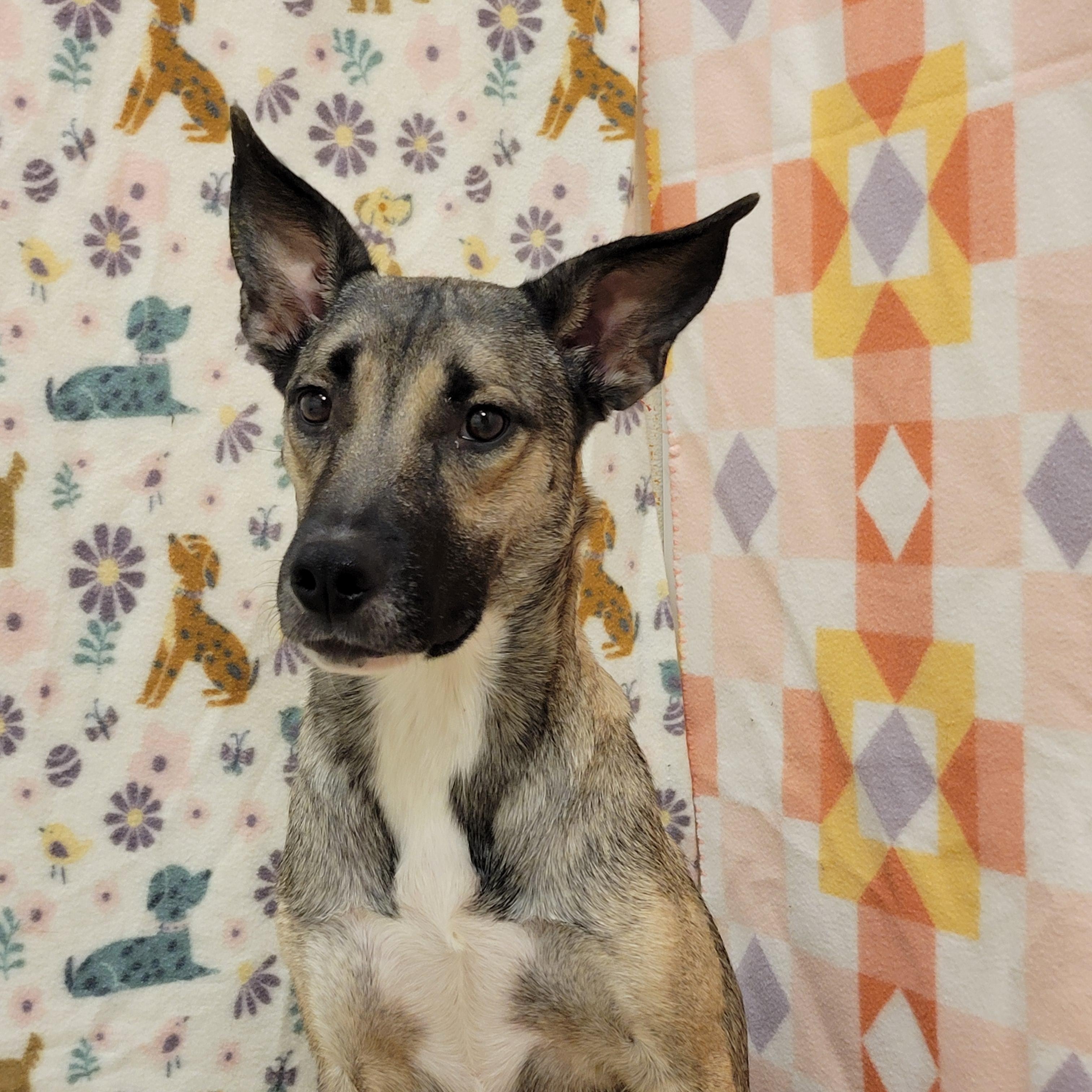 Enlarge Pixie, a ADOPTABLE mixed breed in ALPINE, TX image 3/4
