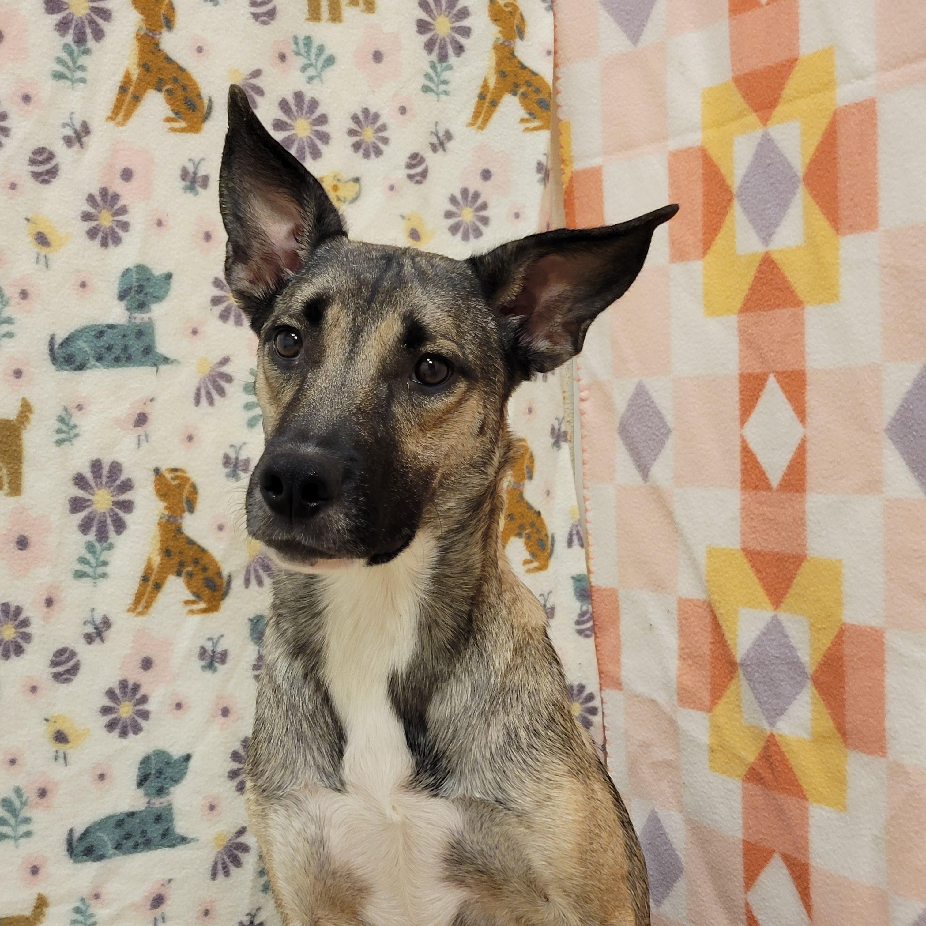 Enlarge Pixie, a ADOPTABLE mixed breed in ALPINE, TX image 2/4