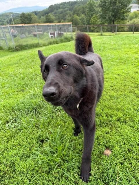 LaVeau, a ADOPTABLE mixed breed in Augusta, WV image 3/4