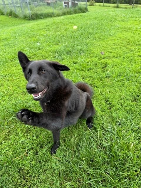 LaVeau, ADOPTABLE, Young Female German Shepherd Dog & Norwegian Lundehund.