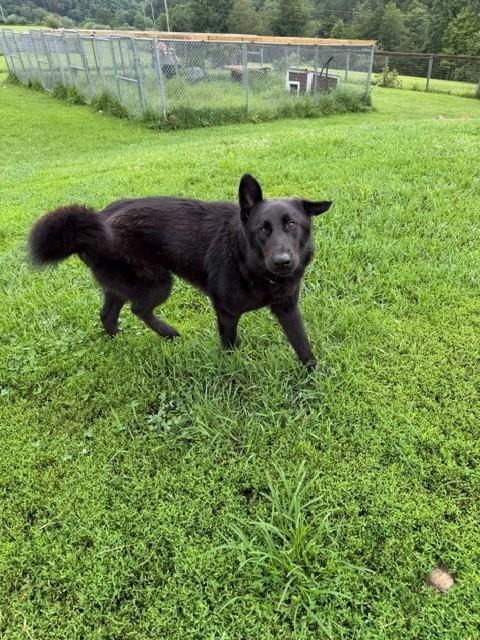 LaVeau, a ADOPTABLE mixed breed in Augusta, WV image 4/4