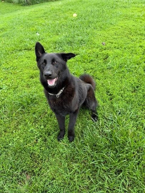 LaVeau, a ADOPTABLE mixed breed in Augusta, WV image 2/4