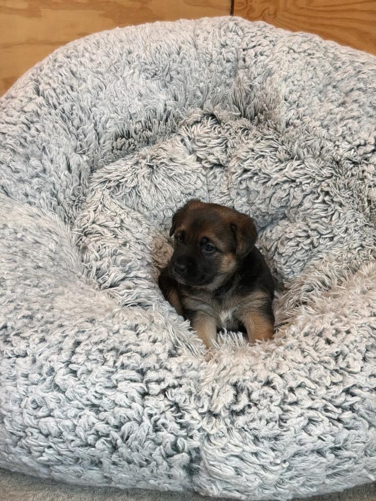 Mushroom, adopted, Puppy Female Belgian Shepherd / Malinois & Labrador Retriever.