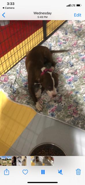 LULU, a Adoptable Pit Bull Terrier in Owensboro, KY image 1/5