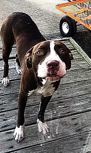 LULU, a Adoptable Pit Bull Terrier in Owensboro, KY image 3/5