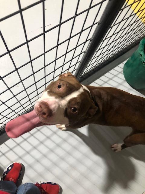 LULU, a Adoptable Pit Bull Terrier in Owensboro, KY image 4/5