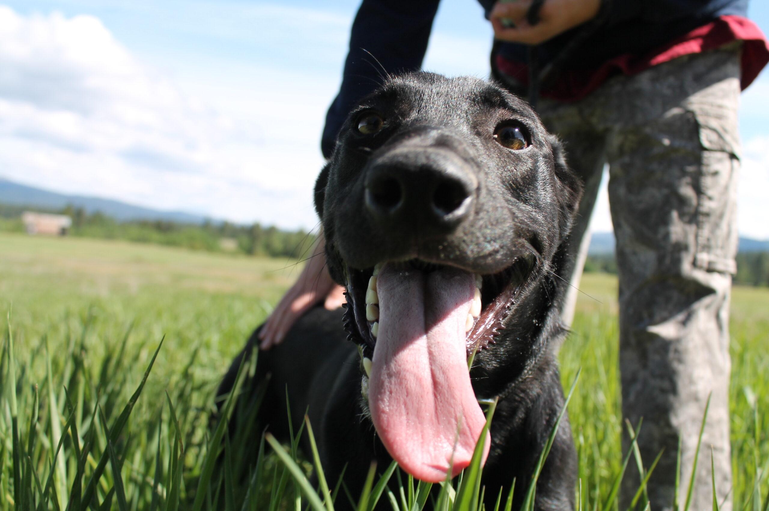 Squirtle, a ADOPTABLE mixed breed in McCall, ID image 1/2