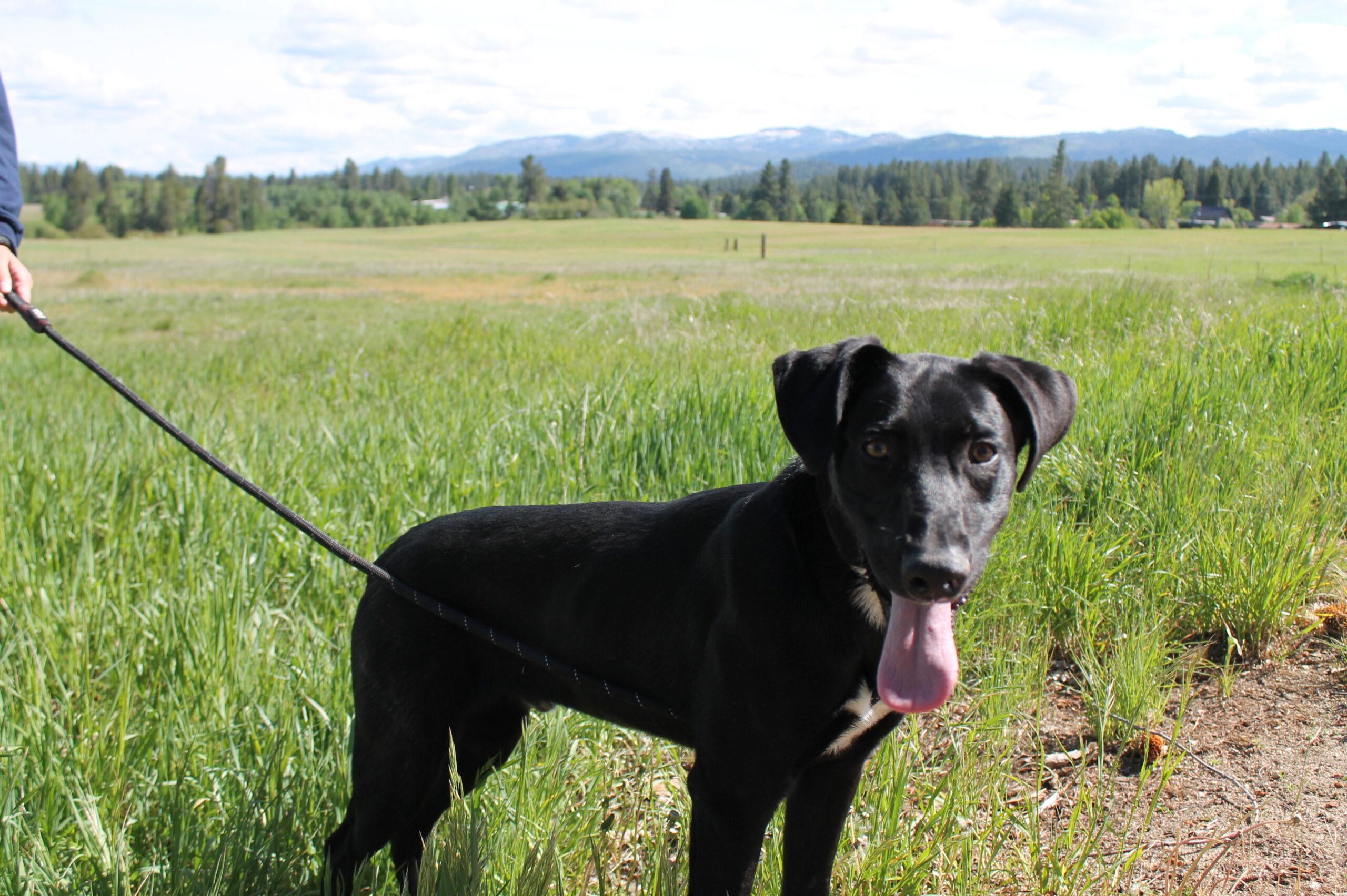 Squirtle, a ADOPTABLE mixed breed in McCall, ID image 2/2