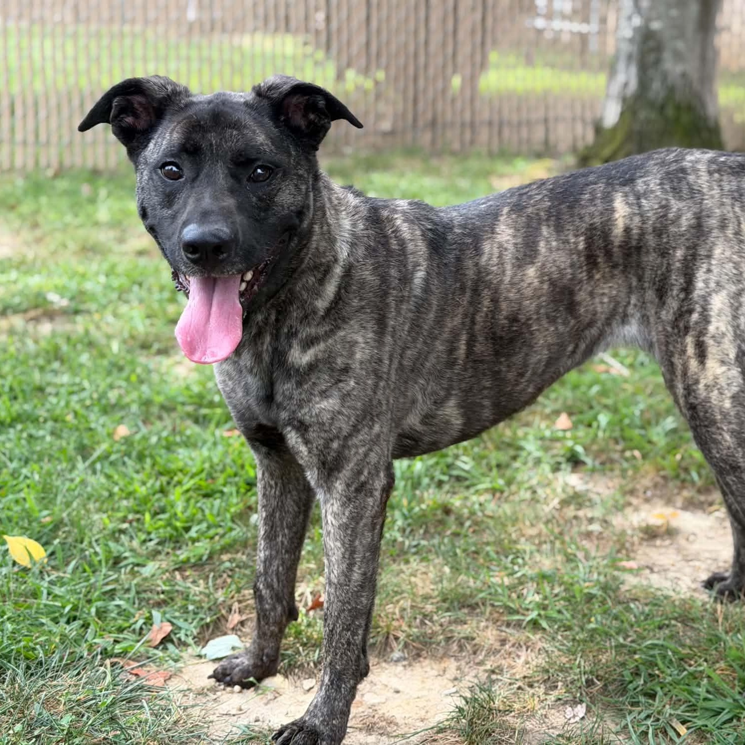 Enlarge 26-01338 REIGNA, a Adopted mixed breed in Fredericksburg, VA image 1/2