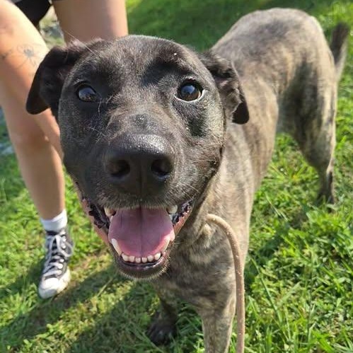 Enlarge 26-01338 REIGNA, a Adopted mixed breed in Fredericksburg, VA image 2/2