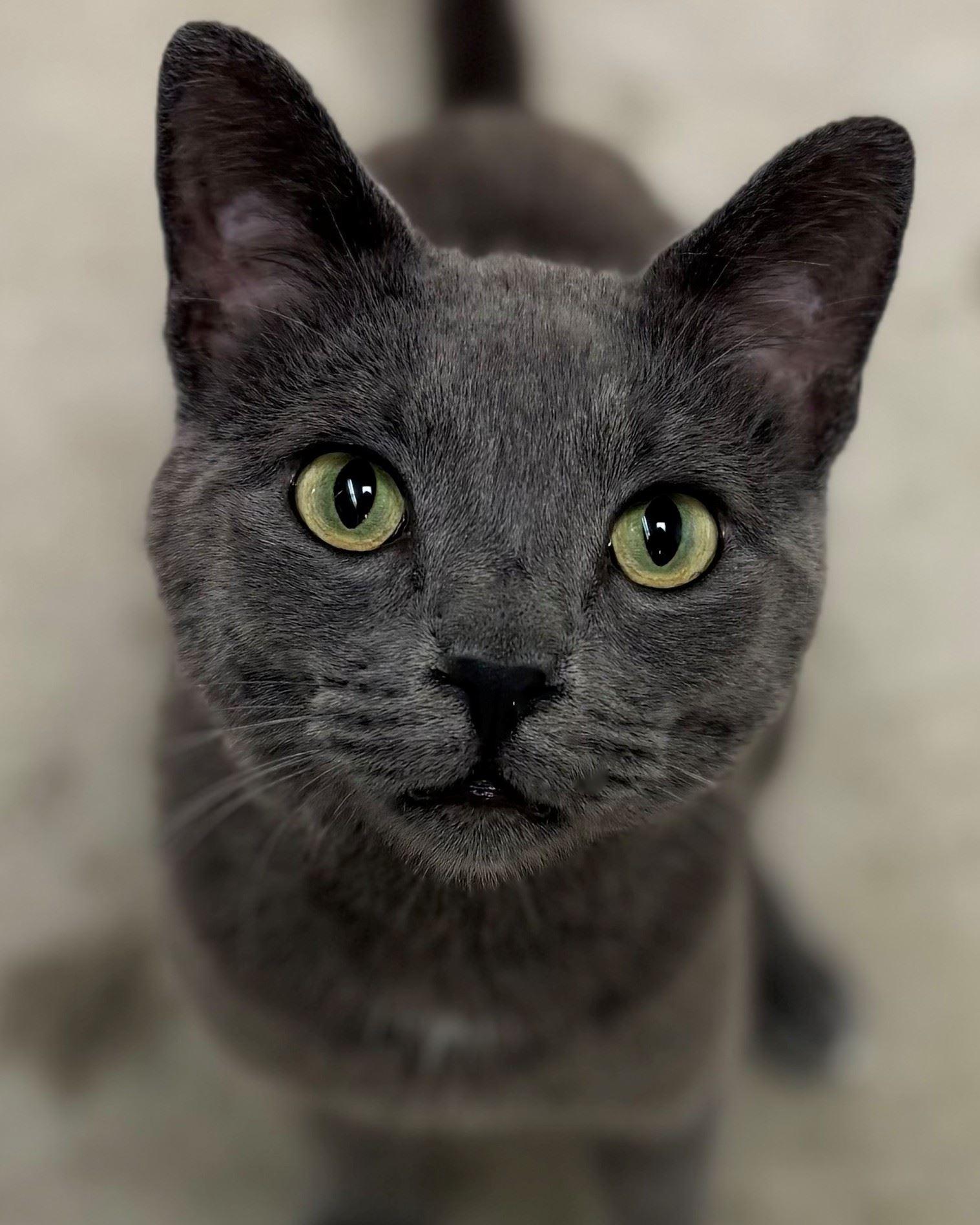 Cloud, adopted, Young Male Domestic Short Hair.