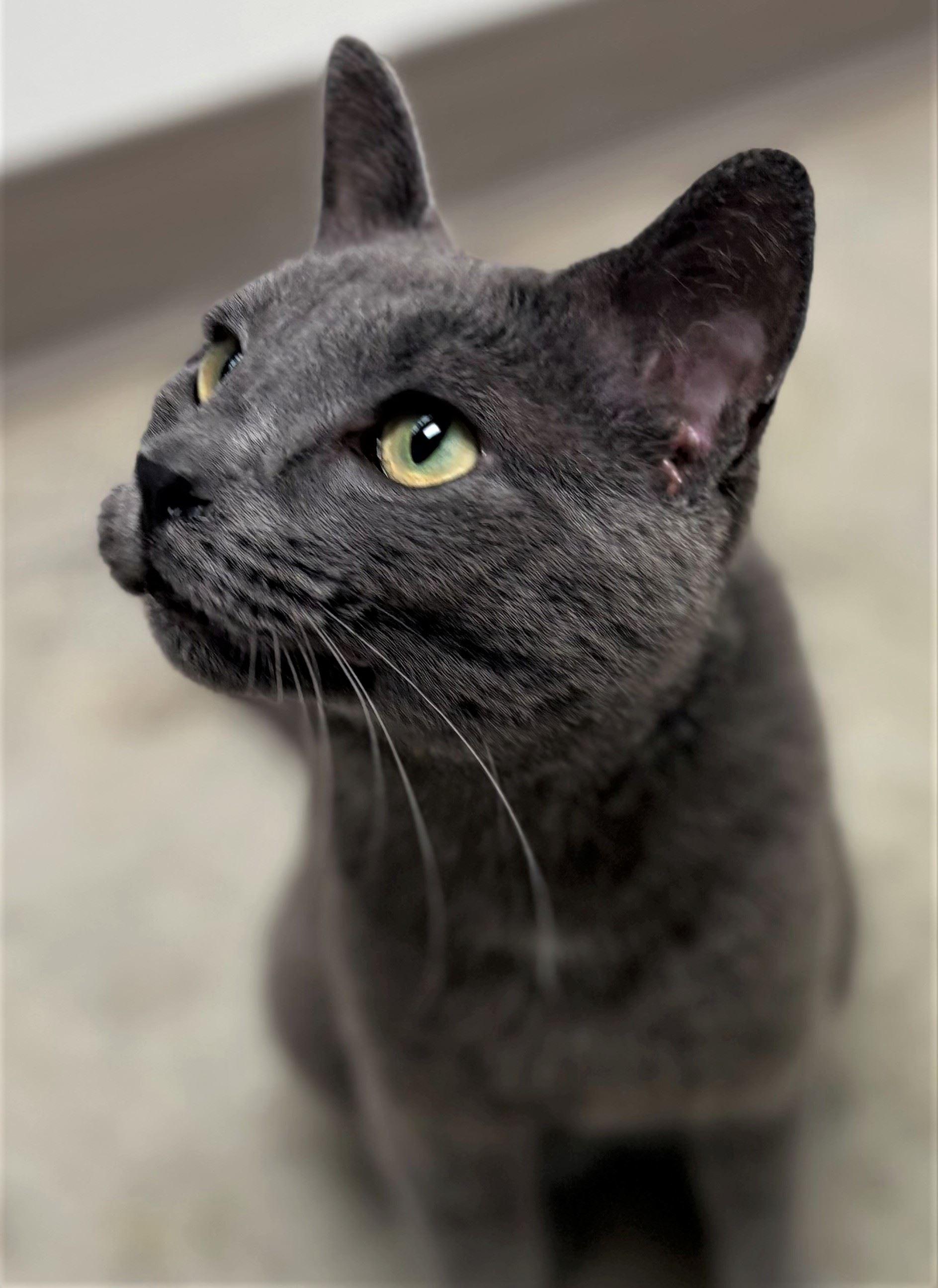 Enlarge Cloud, an adopted Domestic Short Hair in Iowa City, IA image 2/2