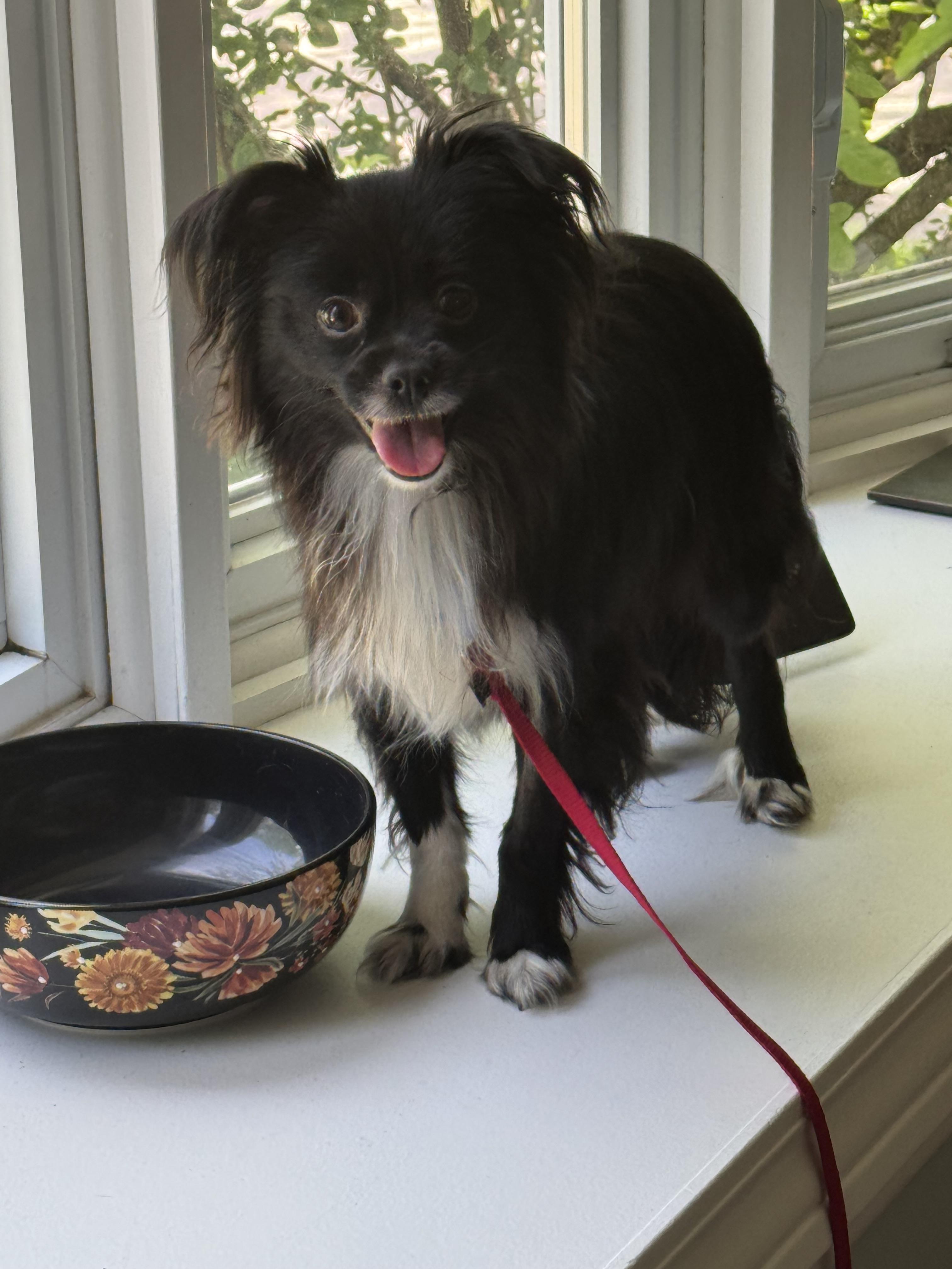 Duke, an adopted mixed breed in Grosse Pointe Park, MI image 2/3