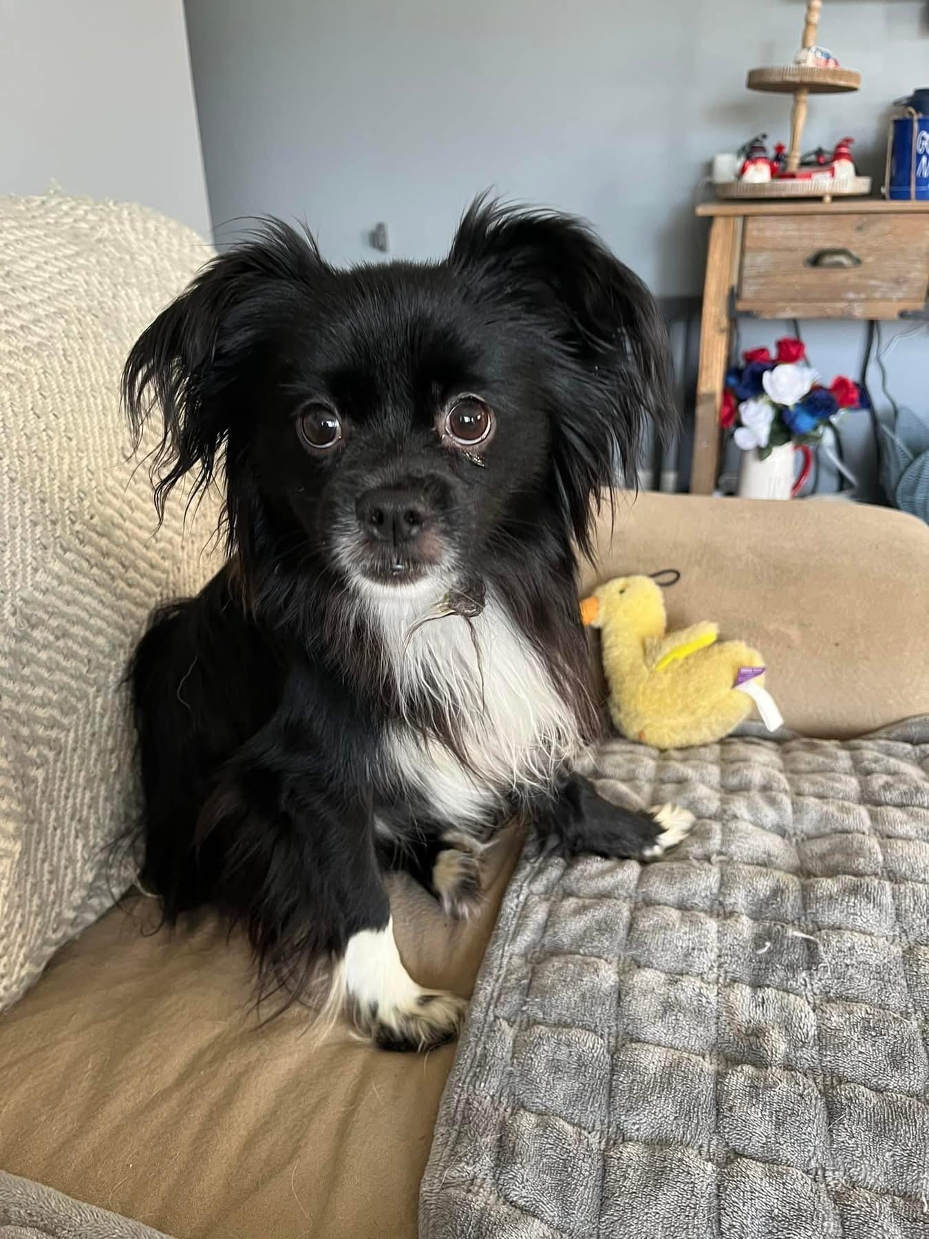 Duke, an adopted mixed breed in Grosse Pointe Park, MI image 1/3