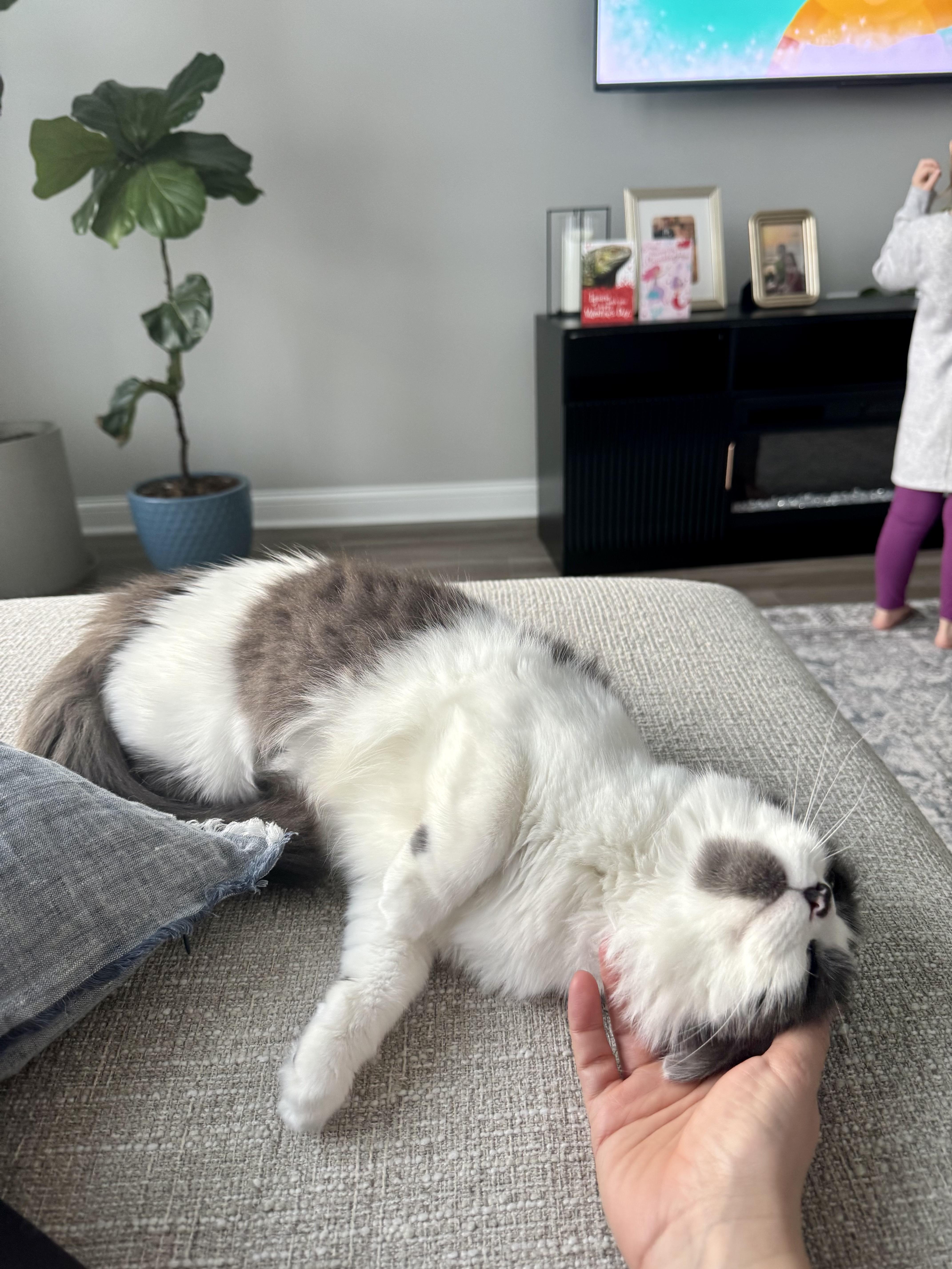 Enlarge Millie, a ADOPTABLE Domestic Medium Hair in Columbus, OH image 5/6