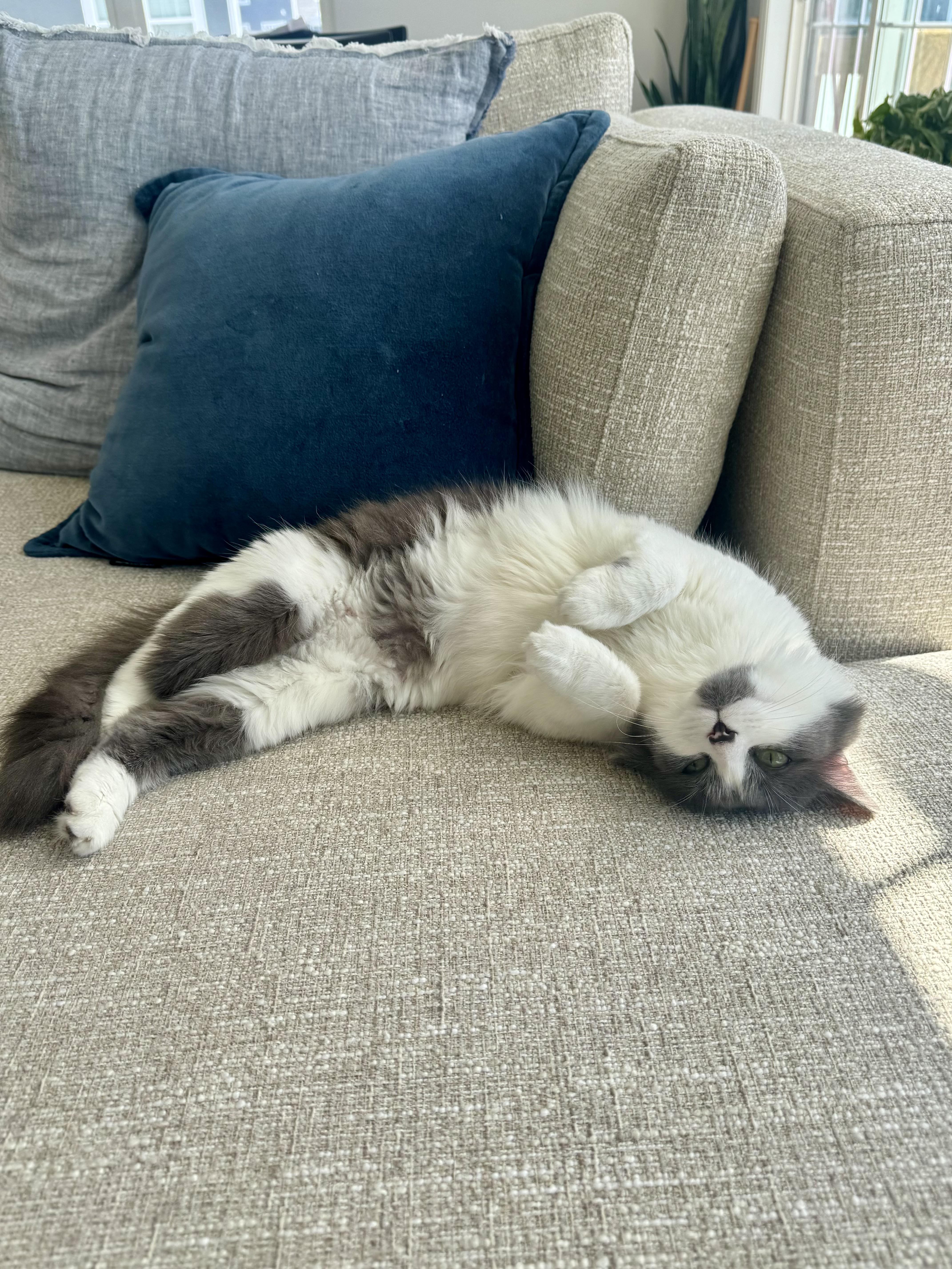 Enlarge Millie, a ADOPTABLE Domestic Medium Hair in Columbus, OH image 6/6