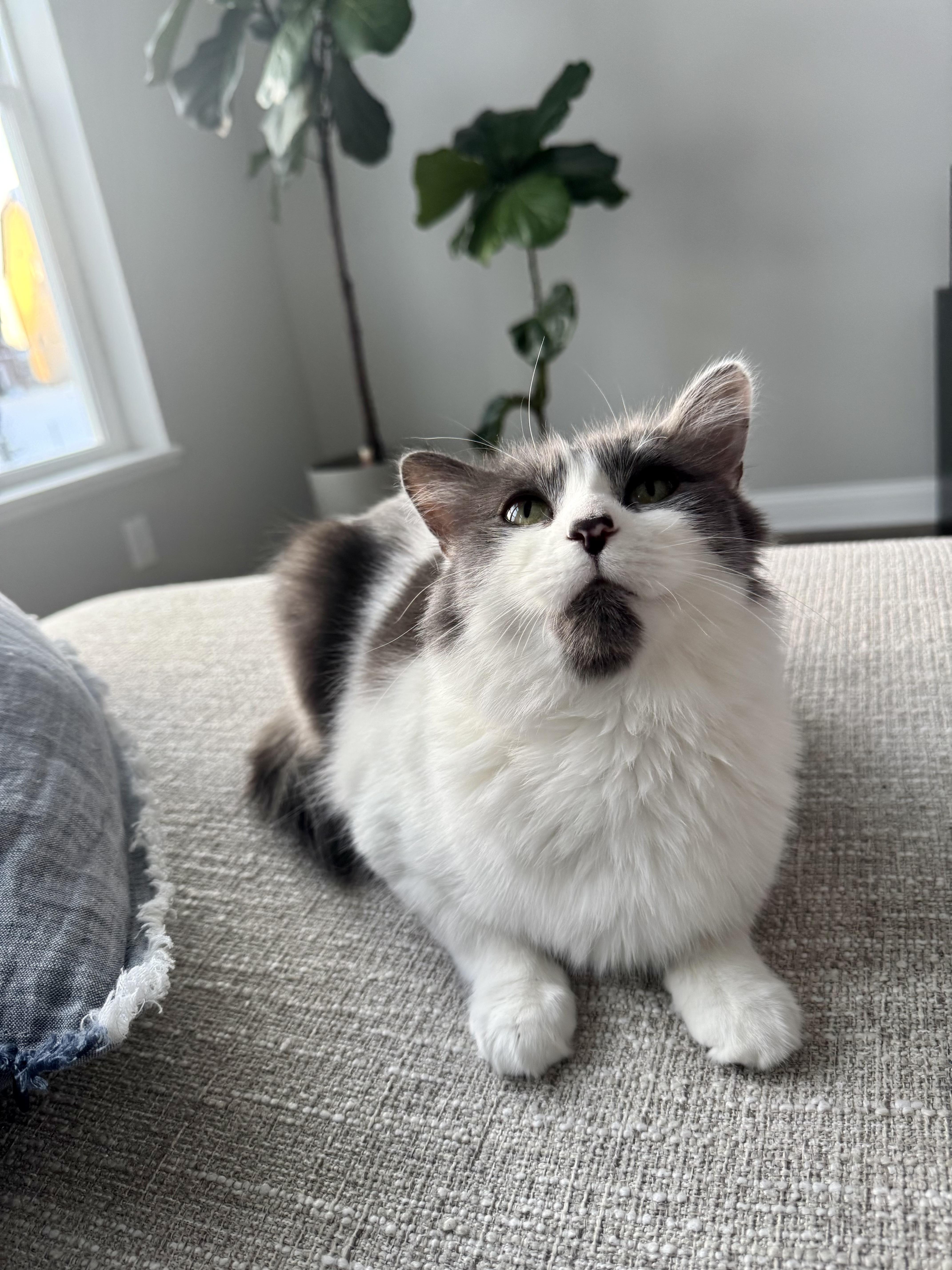 Enlarge Millie, a ADOPTABLE Domestic Medium Hair in Columbus, OH image 1/6