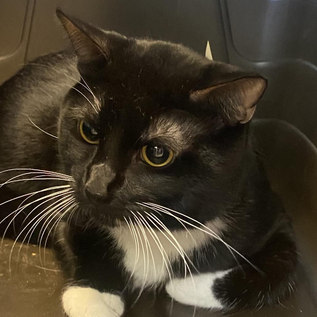 Enlarge Midnight, a Adoptable Domestic Short Hair in Columbus, GA image 1/1