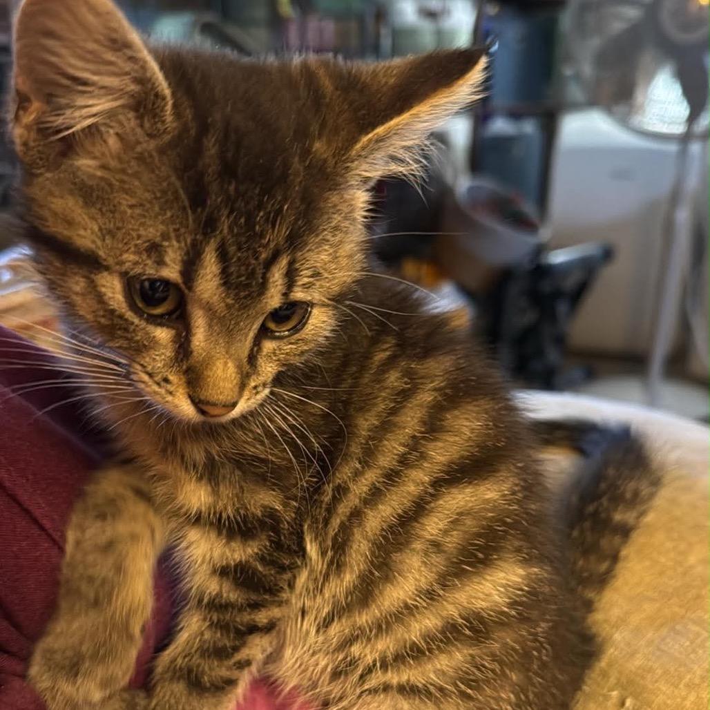 Sabrina, Adoptable, Kitten Female Domestic Short Hair.