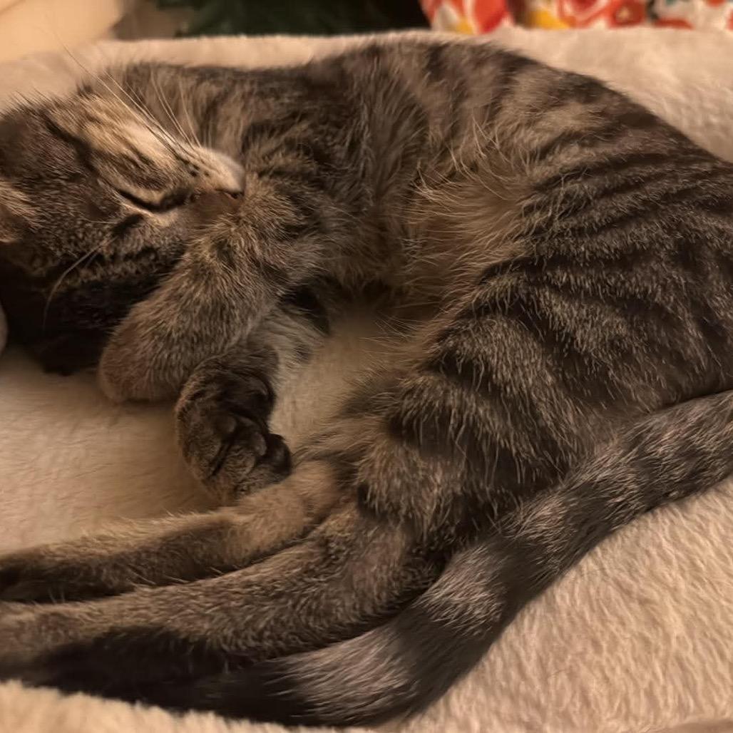 Enlarge Sabrina, a Adoptable Domestic Short Hair in Booneville, AR image 2/2