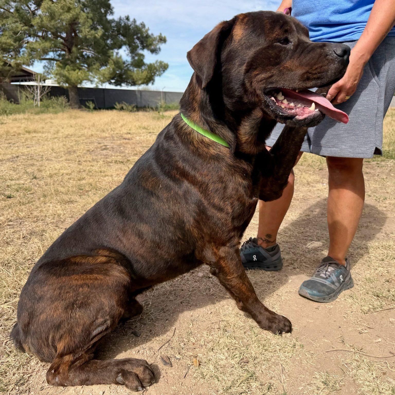 Mochi, Adoptable, Adult Male Cane Corso.