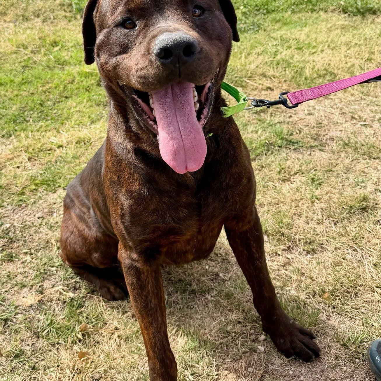 Enlarge Mochi, a Adoptable Cane Corso in Glendale, AZ image 2/2
