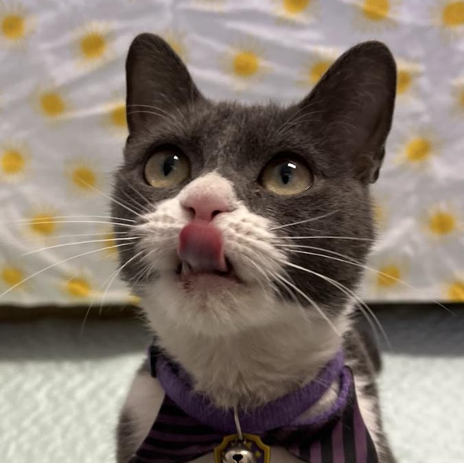 Olive, an adopted mixed breed in Buena Vista, CO image 1/3