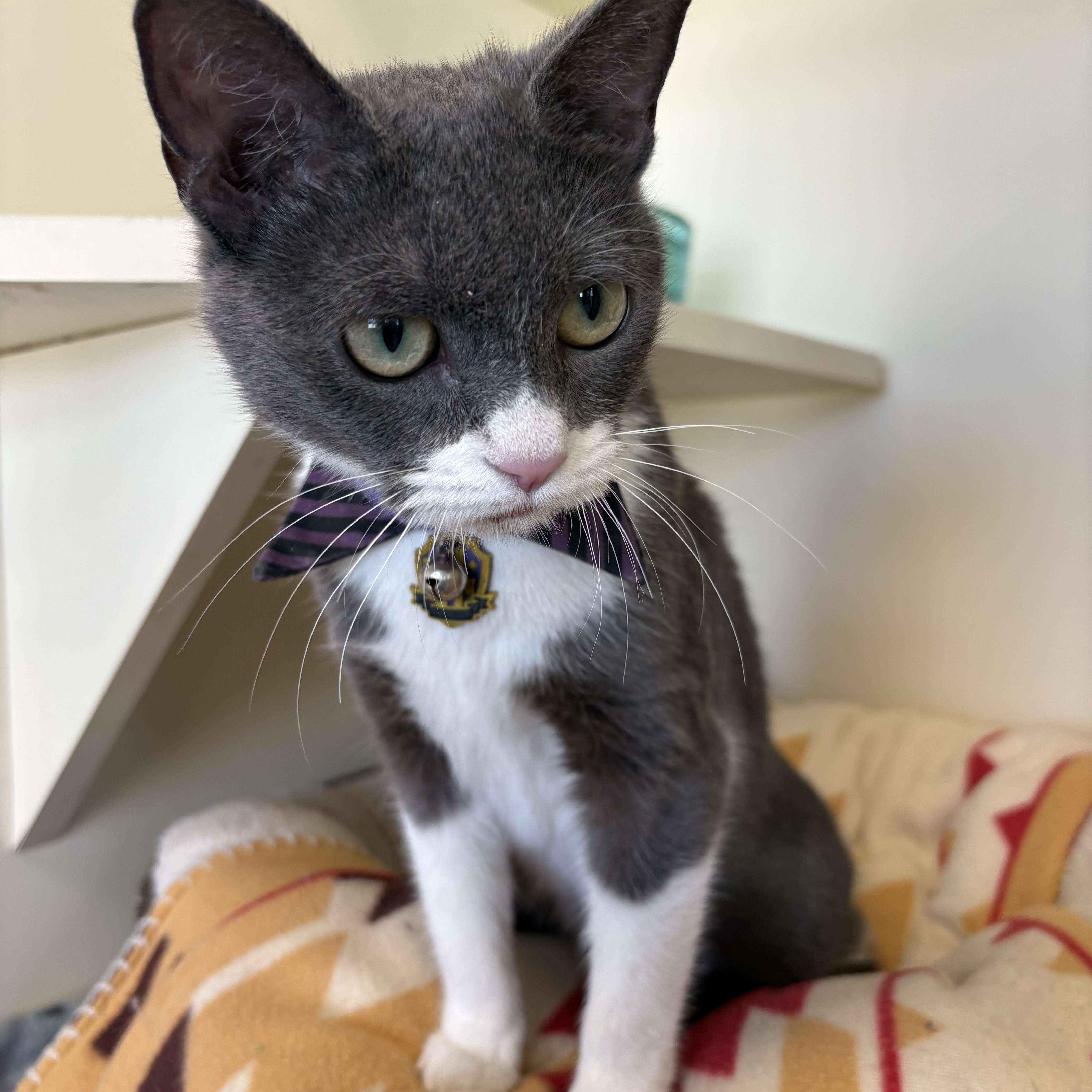 Olive, an adopted mixed breed in Buena Vista, CO image 3/3