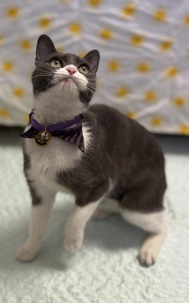 Olive, an adopted mixed breed in Buena Vista, CO image 2/3