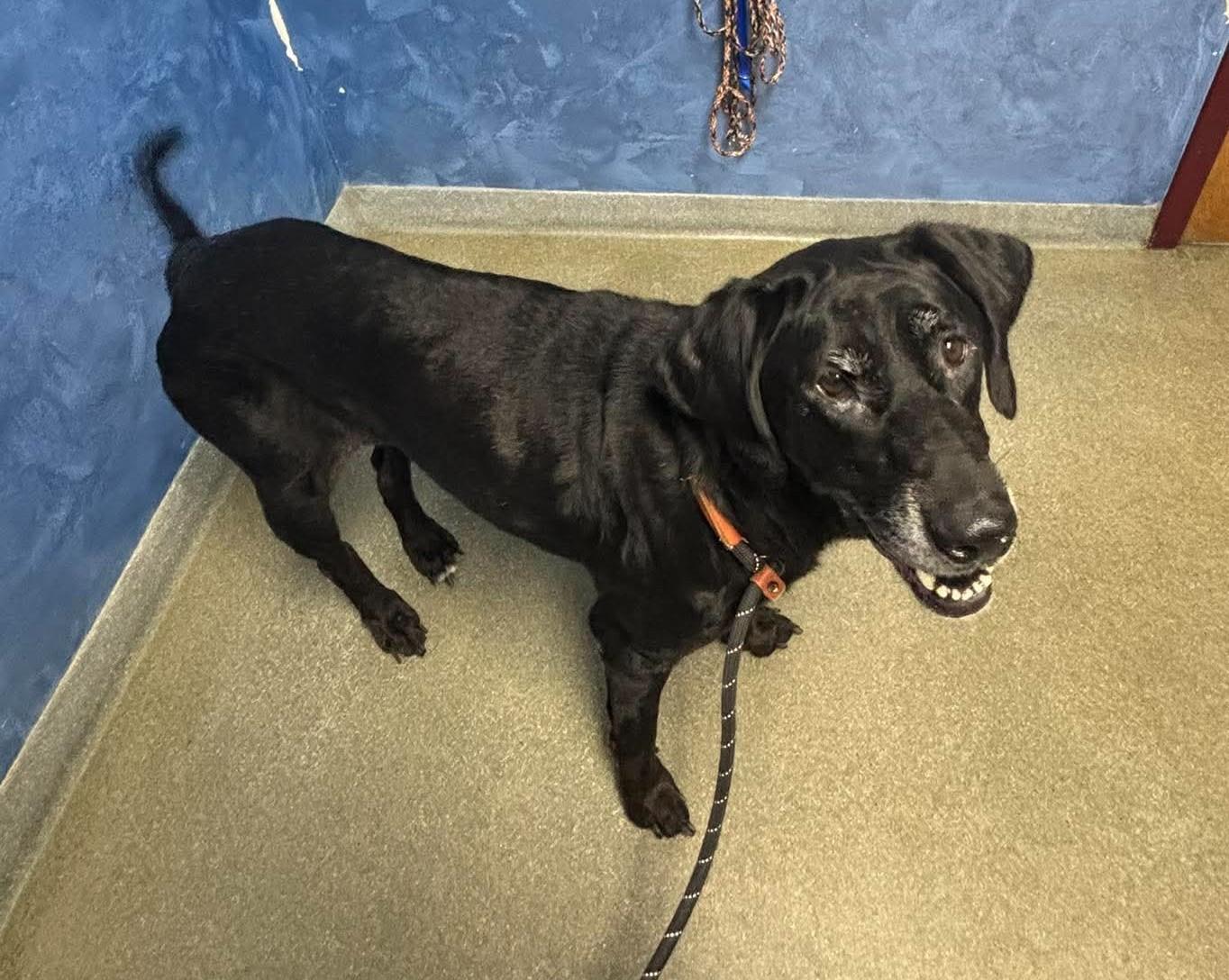 Enlarge Princess, a ADOPTABLE Labrador Retriever in Independence, MO image 5/6