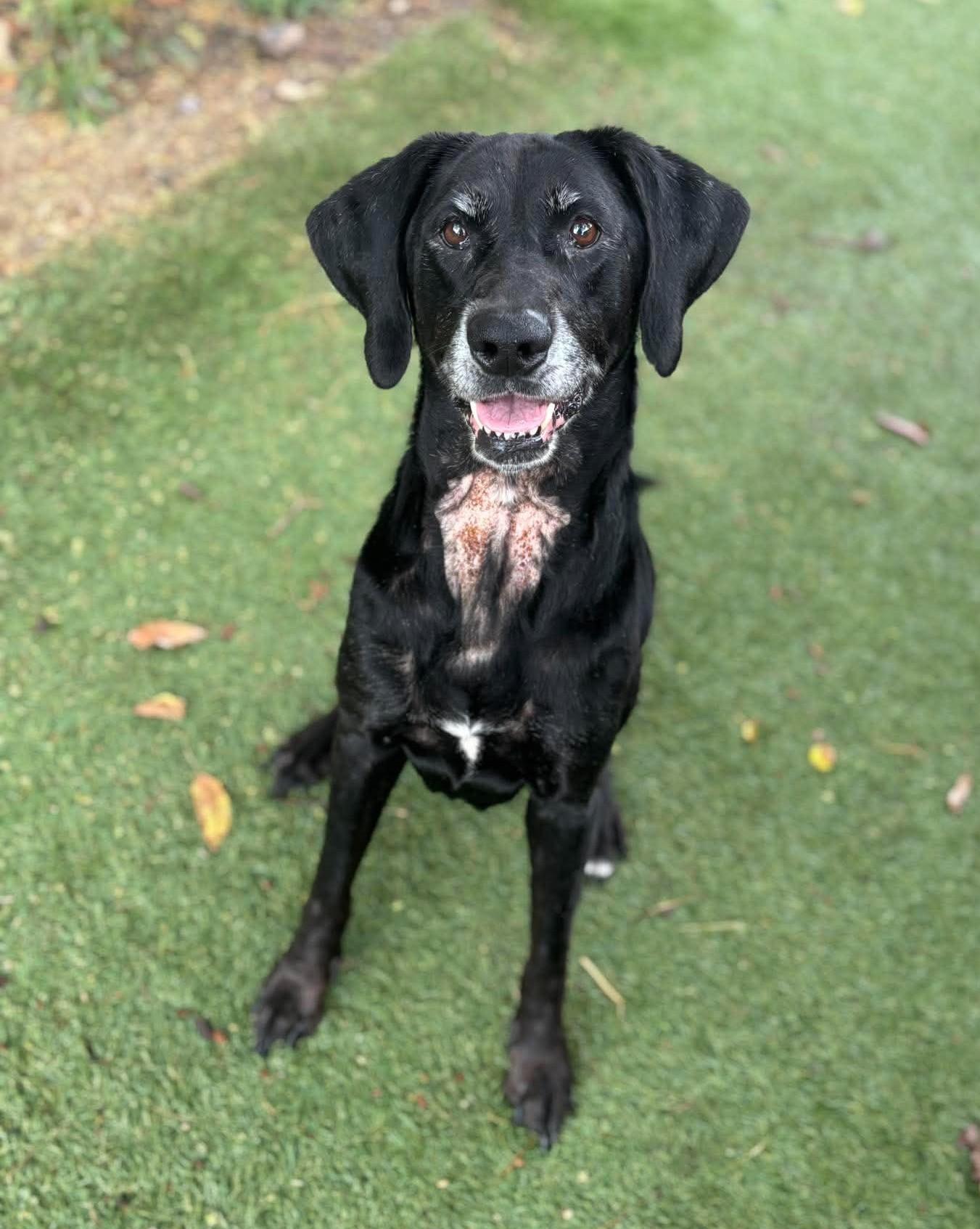 Enlarge Princess, a Adoptable Labrador Retriever in Independence, MO image 2/6