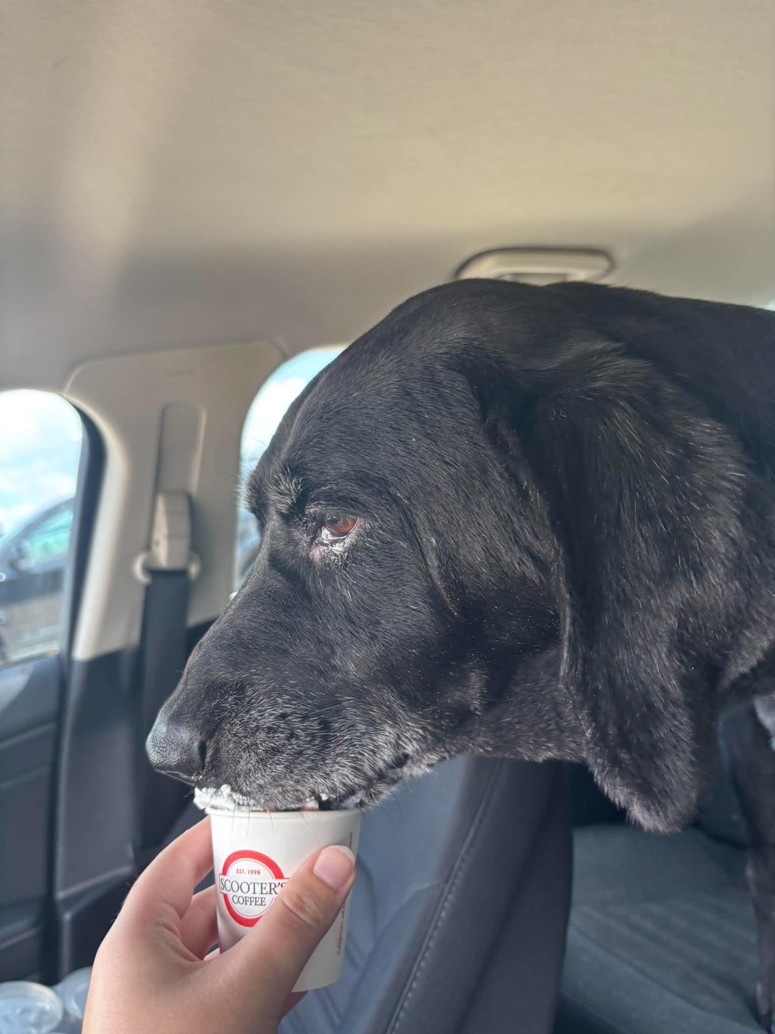 Enlarge Princess, a ADOPTABLE Labrador Retriever in Independence, MO image 4/6