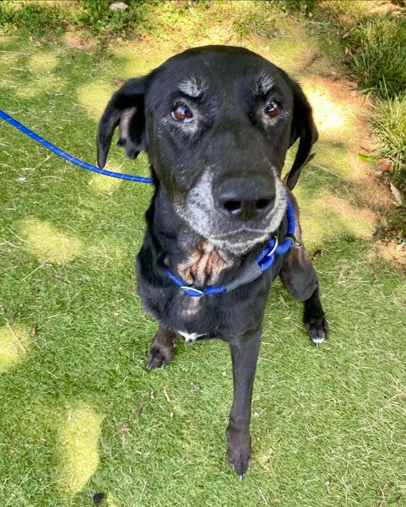 Princess, ADOPTABLE, Senior Female Labrador Retriever.