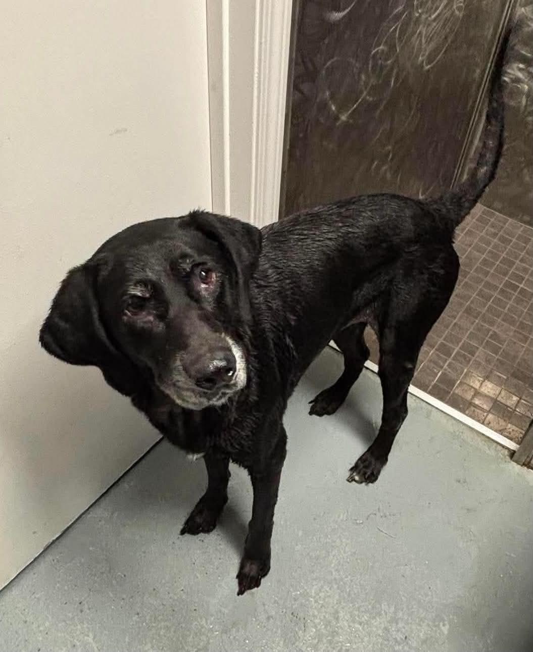 Enlarge Princess, a ADOPTABLE Labrador Retriever in Independence, MO image 6/6