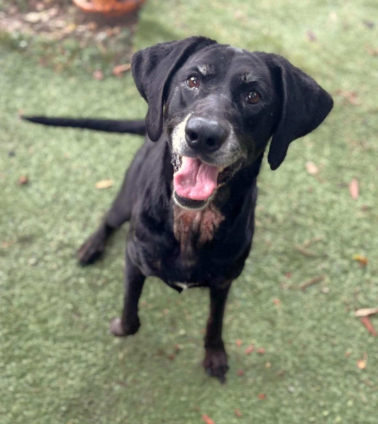 Enlarge Princess, a Adoptable Labrador Retriever in Independence, MO image 1/6