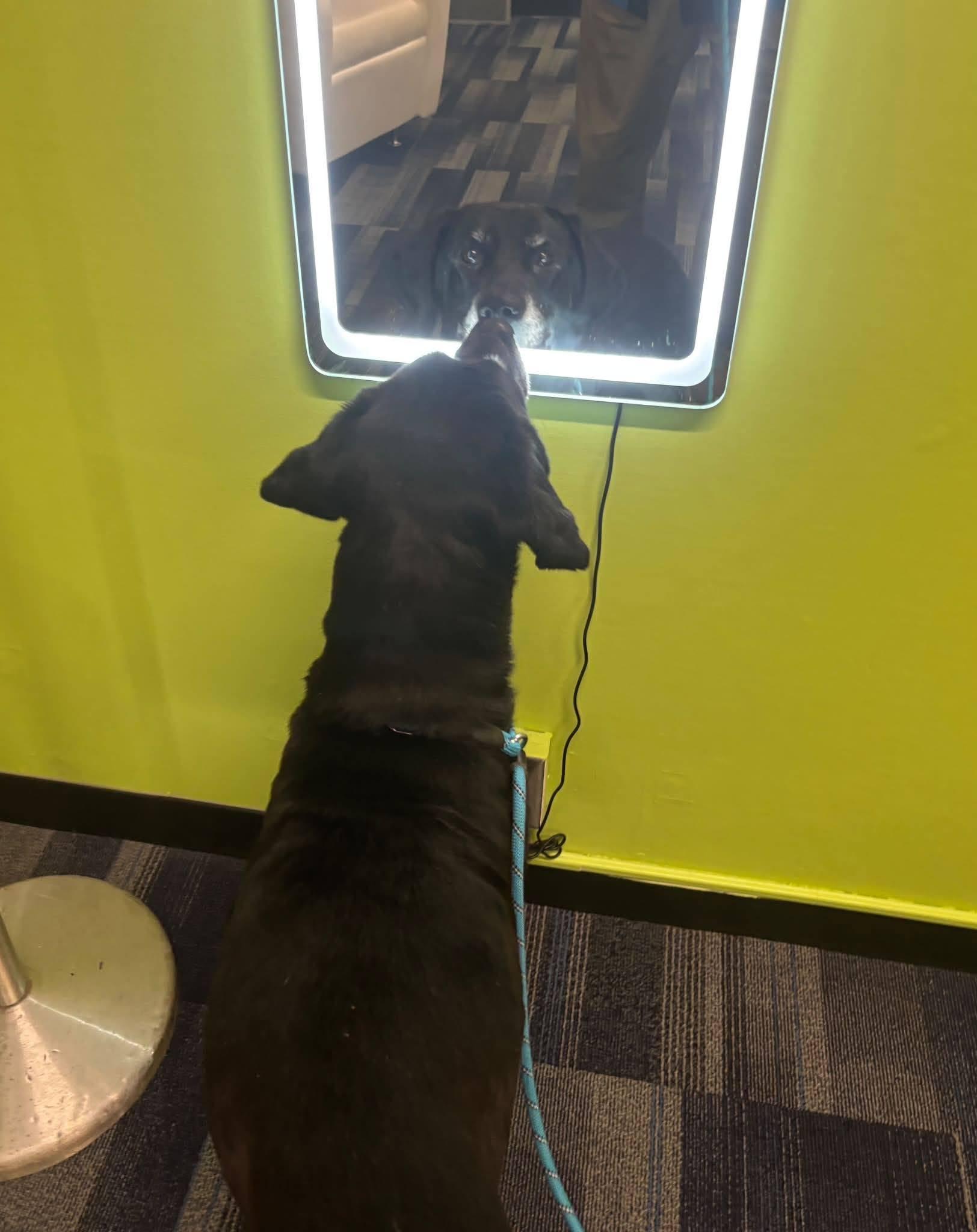 Enlarge Princess, a Adoptable Labrador Retriever in Independence, MO image 6/6