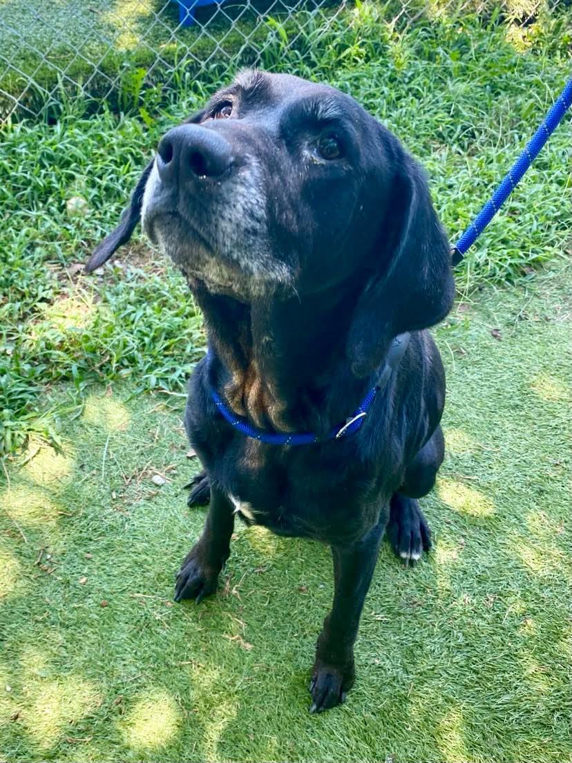 Enlarge Princess, a ADOPTABLE Labrador Retriever in Independence, MO image 2/6