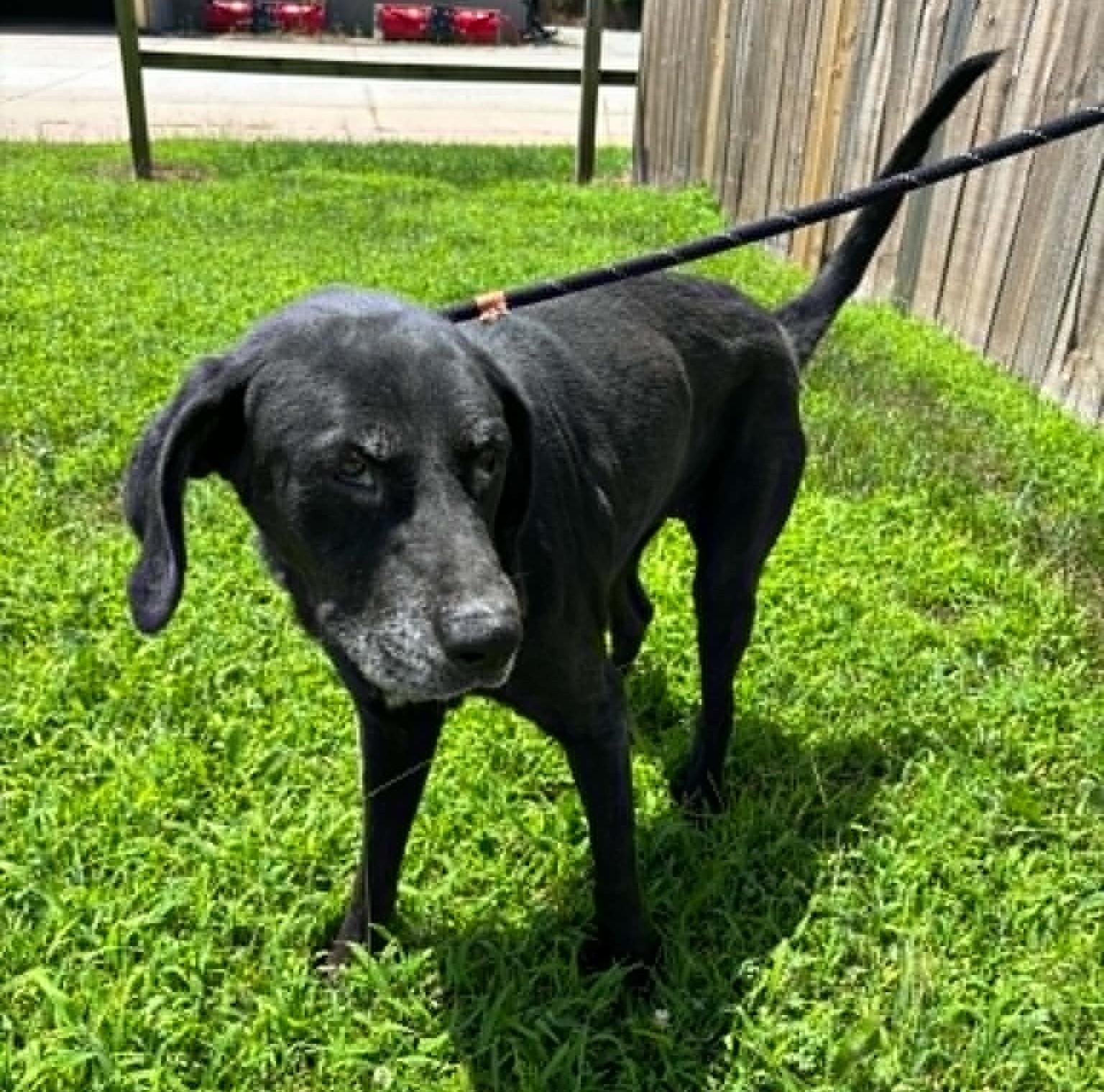 Enlarge Princess, a ADOPTABLE Labrador Retriever in Independence, MO image 3/6