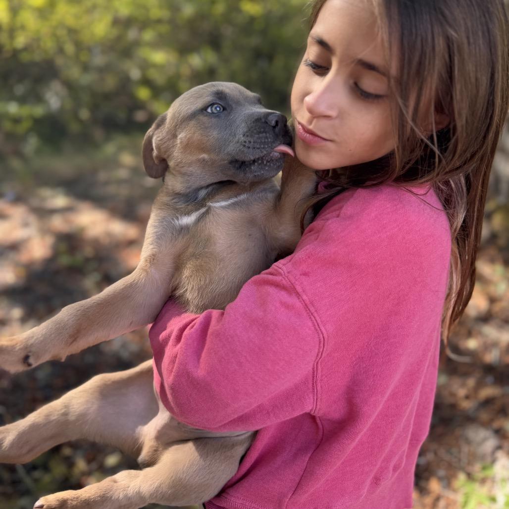 Logan, Adoptable, Puppy Male Mastiff & Mixed Breed.