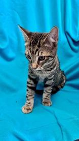 Devin, ADOPTABLE, Young Male Domestic Short Hair.