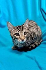 Enlarge Devin, a ADOPTABLE mixed breed in Englewood, FL image 2/2