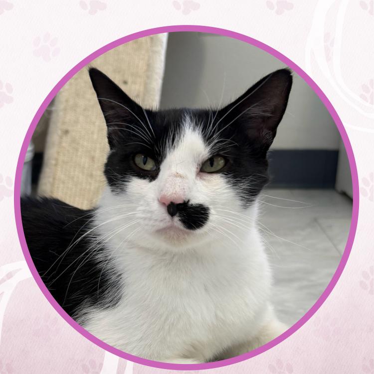 Johnny Weir, a Adoptable Domestic Short Hair in Toms River, NJ image 1/5