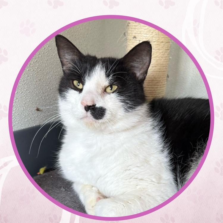 Johnny Weir, Adoptable, Adult Male Domestic Short Hair.
