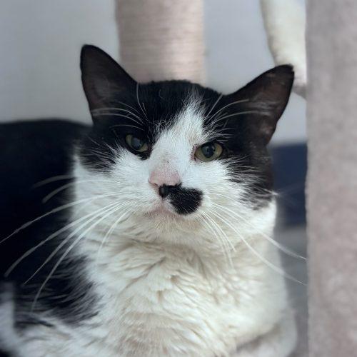 Enlarge Johnny Weir, a Adoptable Domestic Short Hair in Toms River, NJ image 2/6